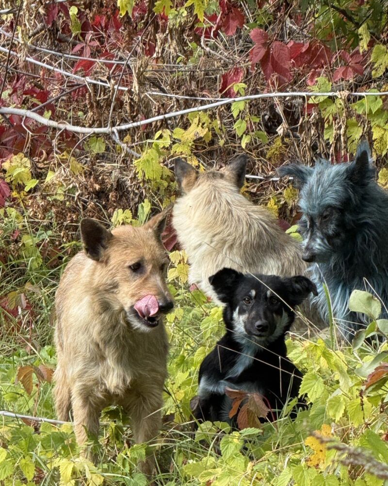 Los “perros azules” de Chernóbil: el misterio que asombra al mundo