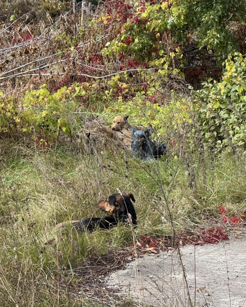 Los “perros azules” de Chernóbil: el misterio que asombra al mundo