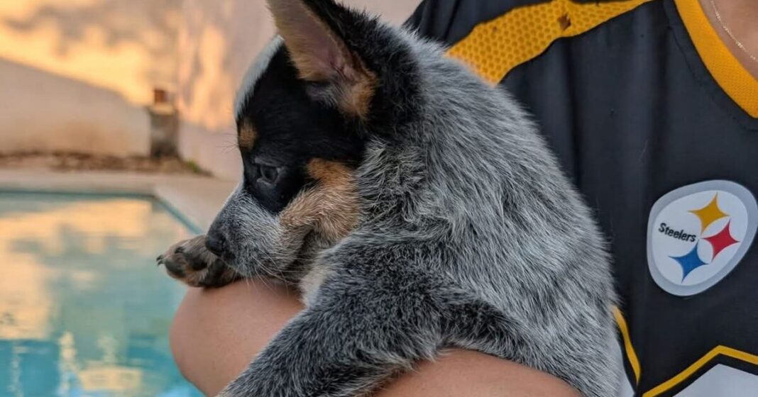 Detención por crueldad animal en Yucatán caso Sicilia