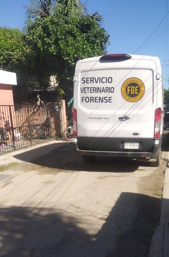 Otro caso de crueldad animal en Mérida: Le meten un balazo a un perrito en Sitpach