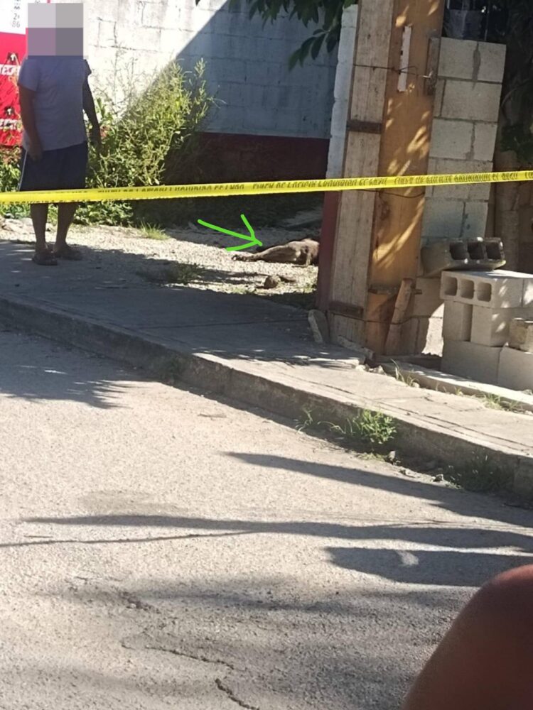 Otro caso de crueldad animal en Mérida: Le meten un balazo a un perrito en Sitpach