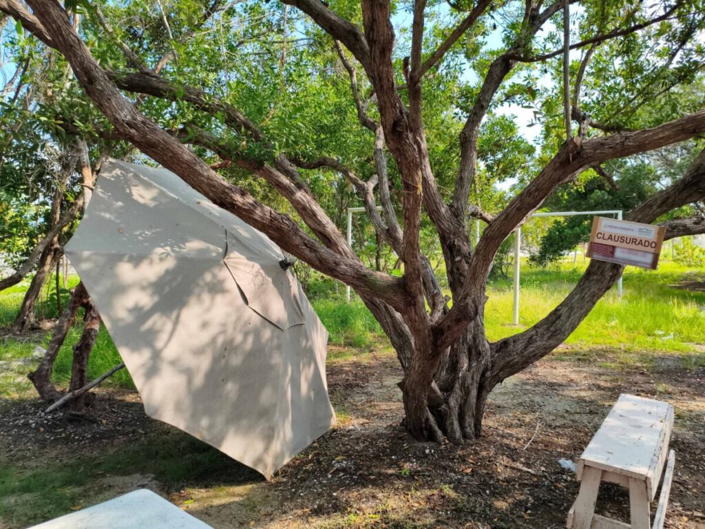 Profepa clausura a 3 predios por daño de suelo en la Reserva de la Biosfera Ría Celestún
