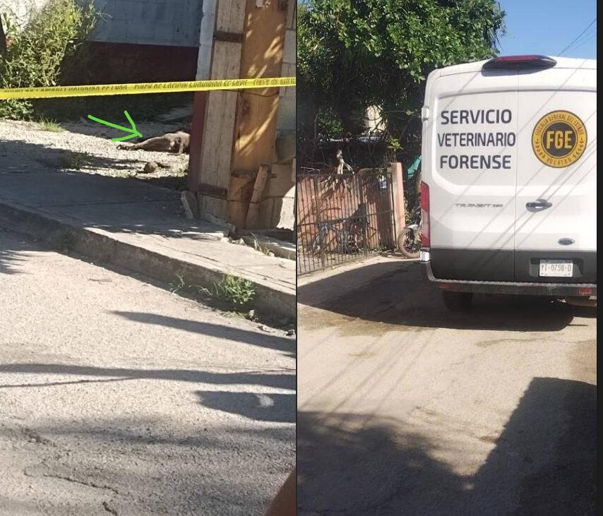 Otro caso de crueldad animal en Mérida: Le meten un balazo a un perrito en Sitpach