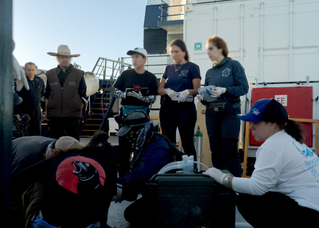 Liberan y rescatan a dos lobos marinos en Isla Consag de Baja California (desenmallan)