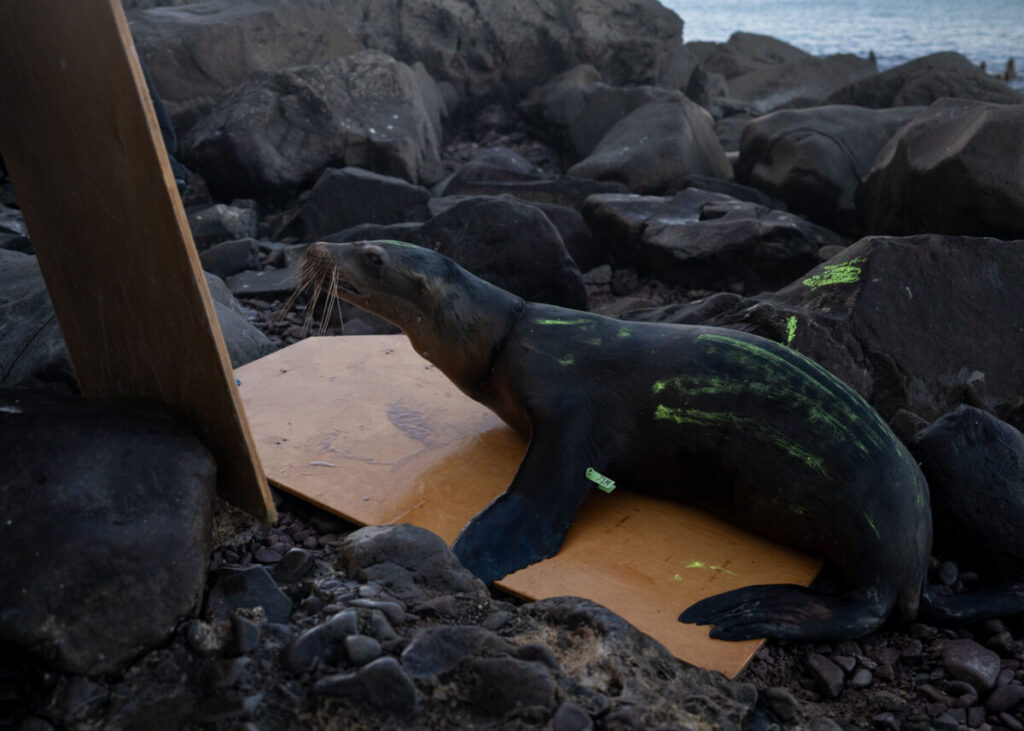 Liberan y rescatan a dos lobos marinos en Isla Consag de Baja California (desenmallan)