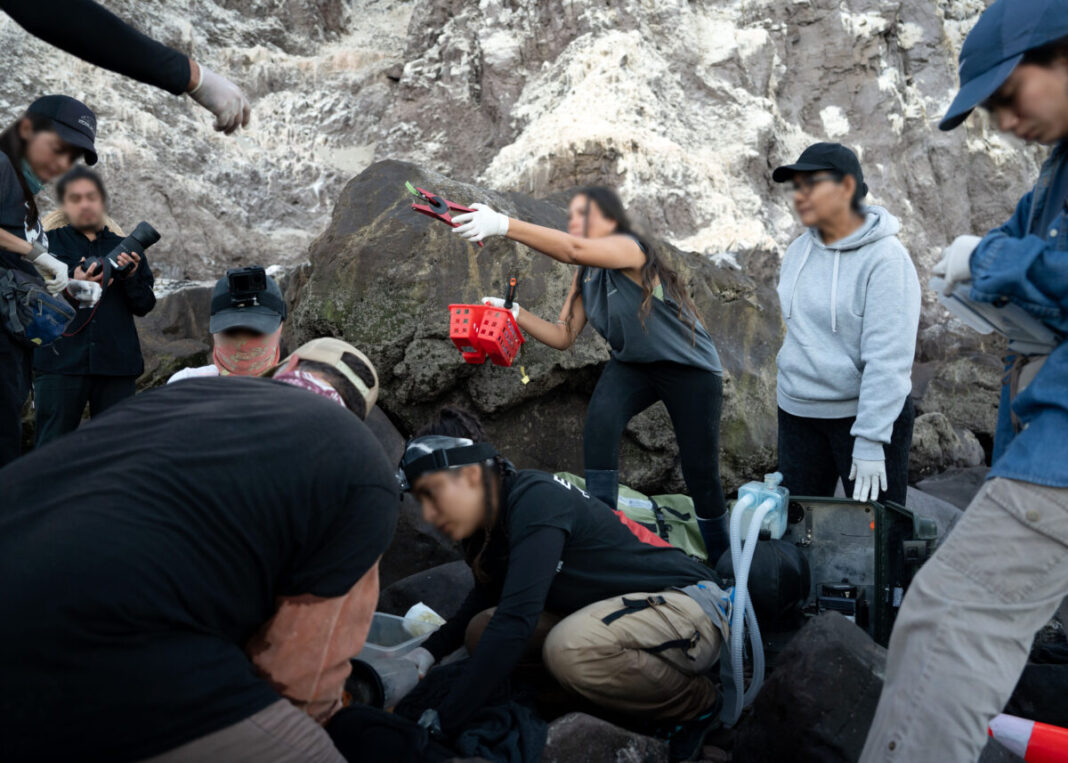 Liberan y rescatan a dos lobos marinos en Isla Consag de Baja California (desenmallan)