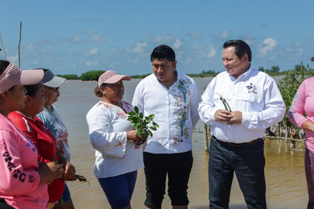 Restauración de Manglares en Yucatán por el Gobierno Estatal