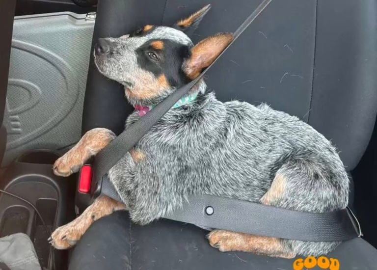 Detención por crueldad animal en Yucatán caso Sicilia