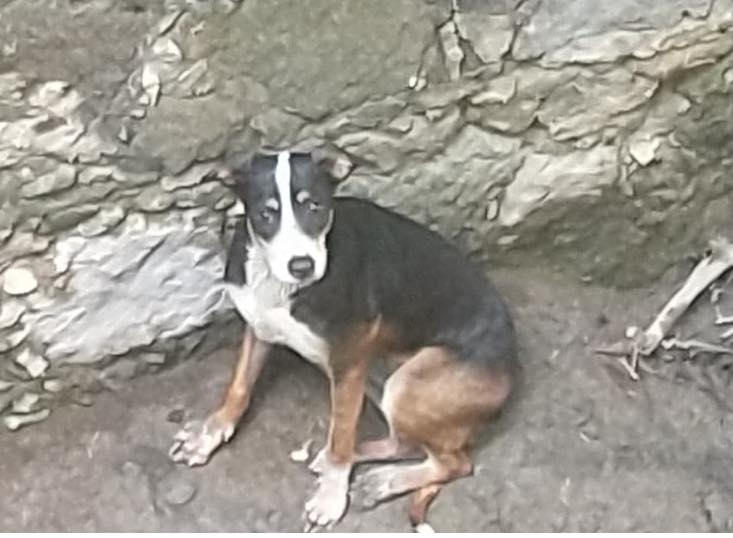 Rescate con éxito de la perrita "Mufasa" que cayó en una zanja en Campeche