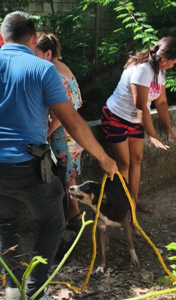 Rescate con éxito de la perrita "Mufasa" que cayó en una zanja en Campeche