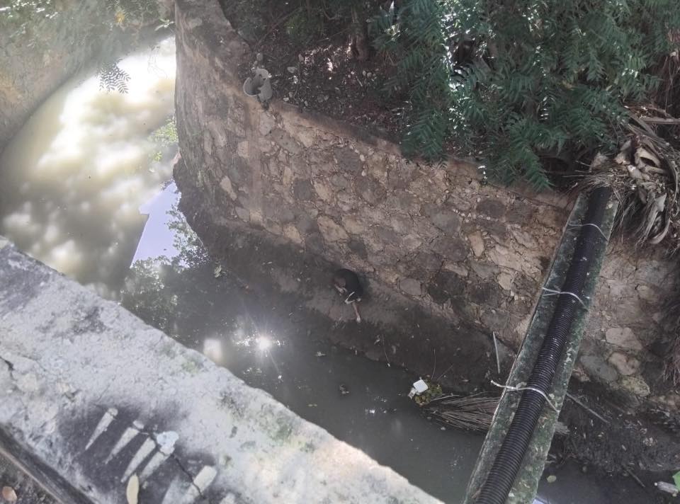 Rescate con éxito de la perrita "Mufasa" que cayó en una zanja en Campeche