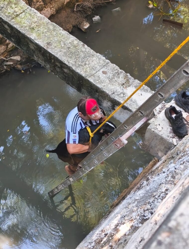 Rescate con éxito de la perrita "Mufasa" que cayó en una zanja en Campeche
