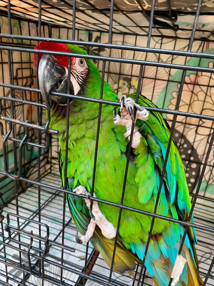 Clausuran y reubica a 41 ejemplares de fauna silvestre por estrés y bajo peso en el PIMVS de Morelos
