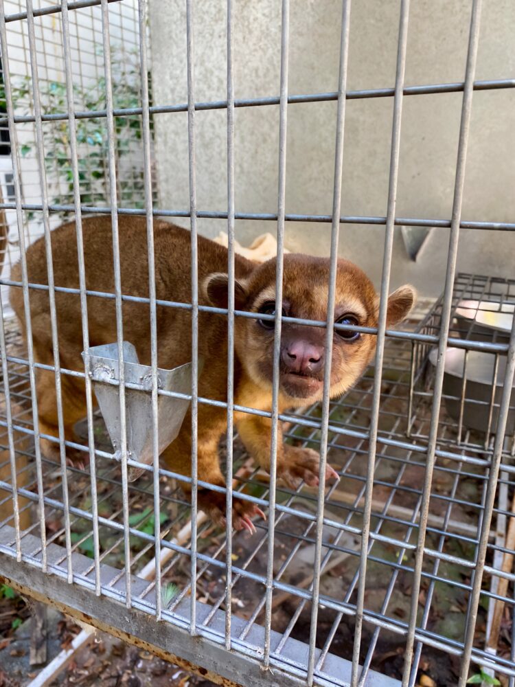 Clausuran y reubica a 41 ejemplares de fauna silvestre por estrés y bajo peso en el PIMVS de Morelos