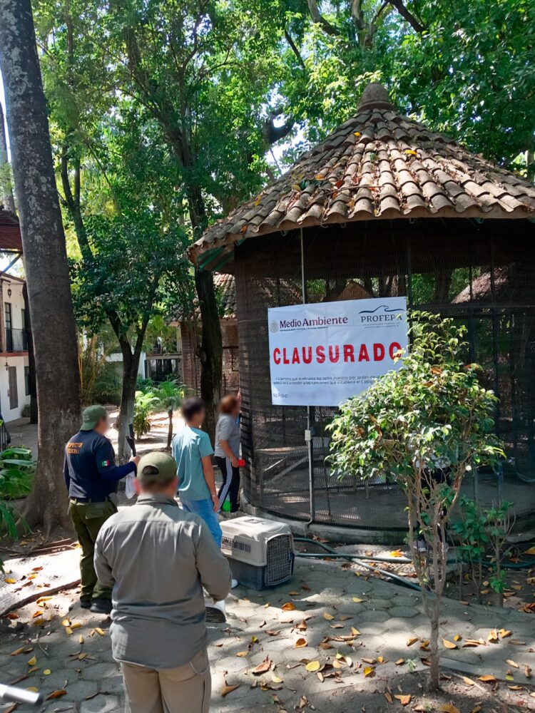 Clausuran y reubica a 41 ejemplares de fauna silvestre por estrés y bajo peso en el PIMVS de Morelos