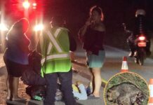 Motociclista sufre accidente tras arrollar a un mapache en la vía Tetiz - Kinchil