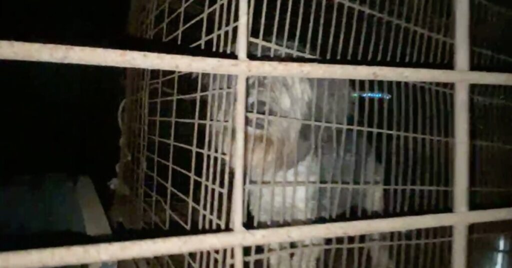 Maltrato animal tras disputa por predio