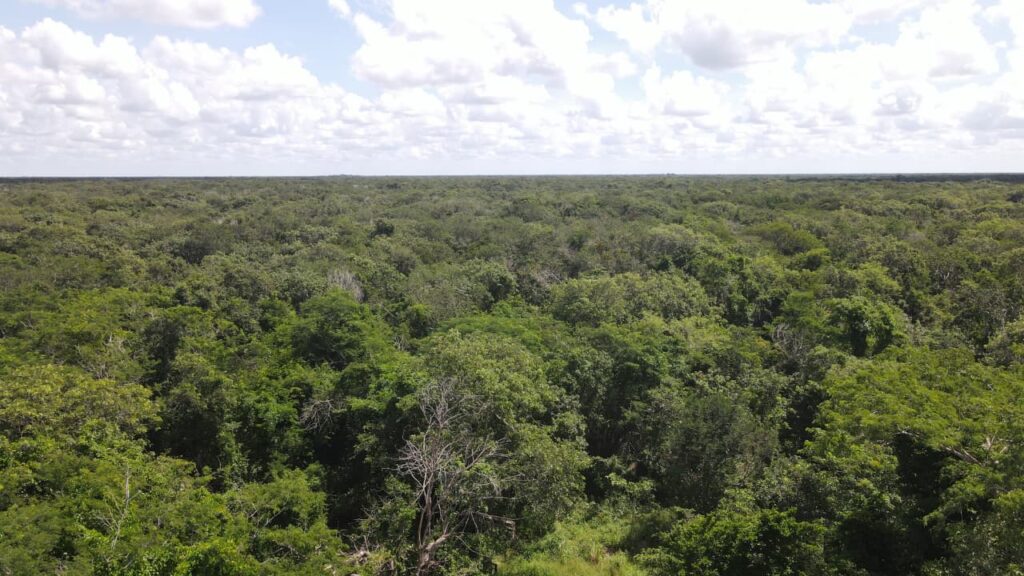 Así puedes salvar la Reserva Cuxtal