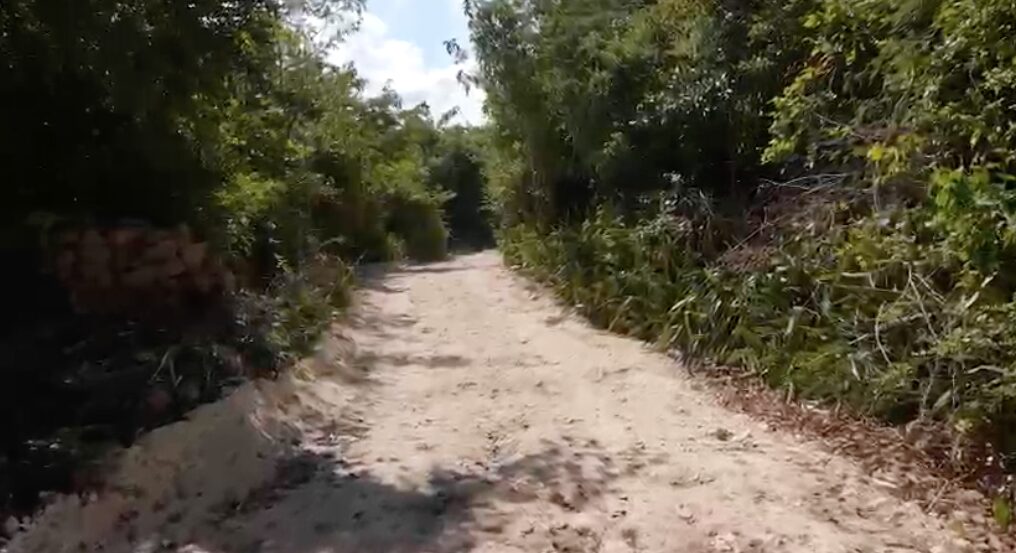 Renacimiento Maya mejora producción agrícola con la construcción de Caminos Renacimiento en Dzitás