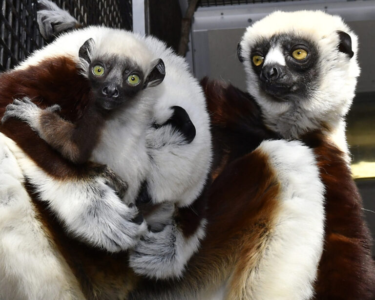 ¿Te sientes viejo? ¡el legado de Zoboomafoo ya tiene bisnietos!