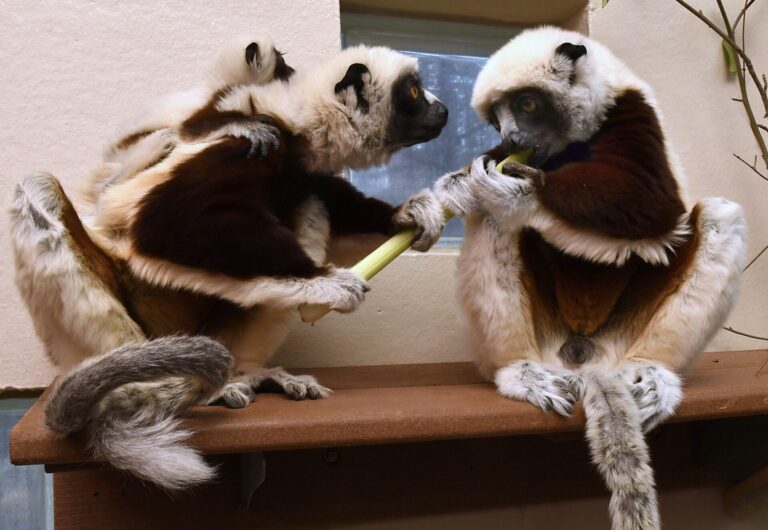 ¿Te sientes viejo? ¡el legado de Zoboomafoo ya tiene bisnietos!