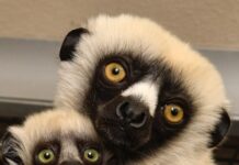 ¿Te sientes viejo? ¡el legado de Zoboomafoo ya tiene bisnietos!
