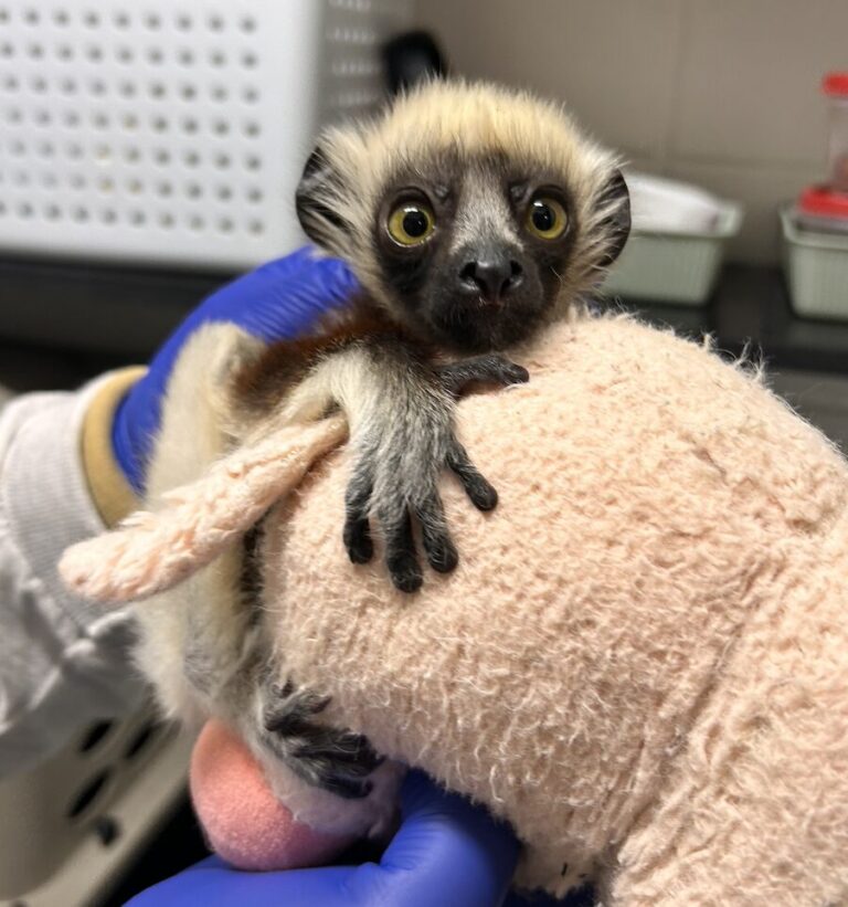 ¿Te sientes viejo? ¡el legado de Zoboomafoo ya tiene bisnietos!