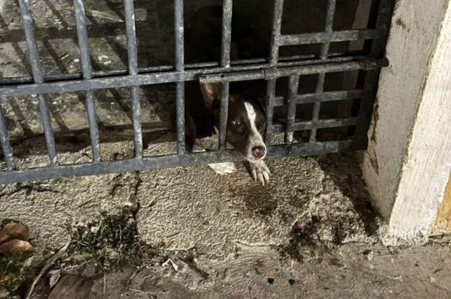 Perrita encerrada en la cárcel municipal de Mocochá denuncia maltrato animal
