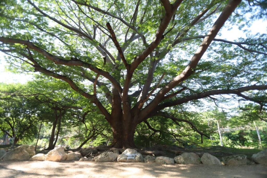 Presenta Cecilia Patrón actualización del Plan de Infraestructura Verde de Mérida