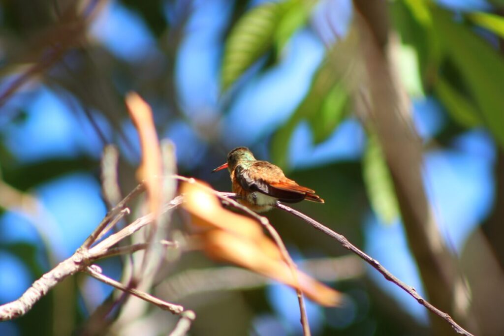 El Colibrí garganta Rubi, una especie que radica en Yucatán