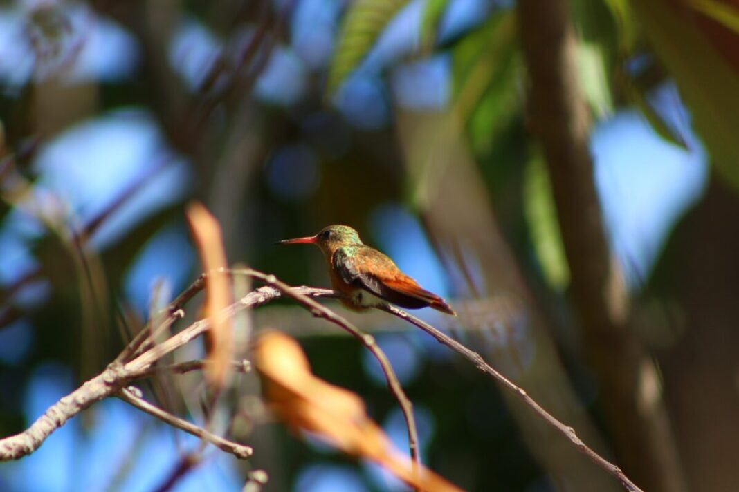 El Colibrí garganta Rubi, una especie que radica en Yucatán