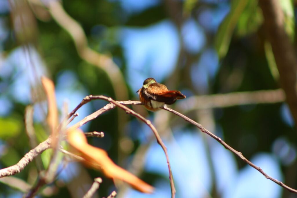 El Colibrí garganta Rubi, una especie que radica en Yucatán