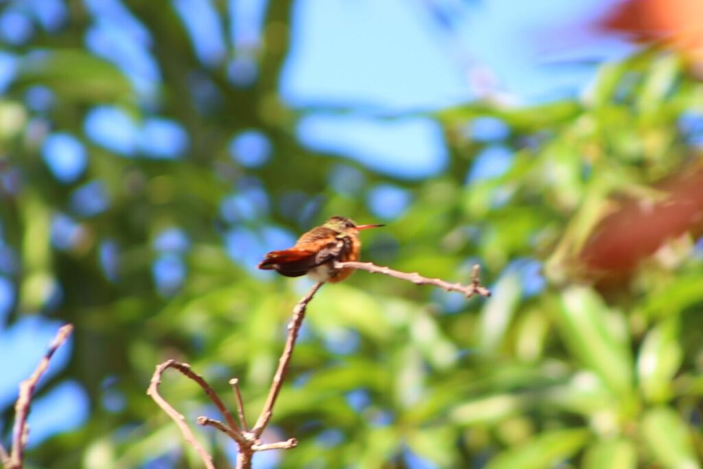 El Colibrí garganta Rubi, una especie que radica en Yucatán