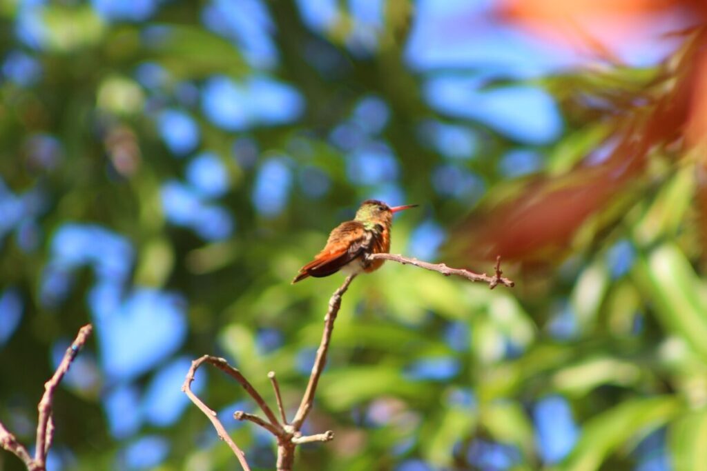 El Colibrí garganta Rubi, una especie que radica en Yucatán