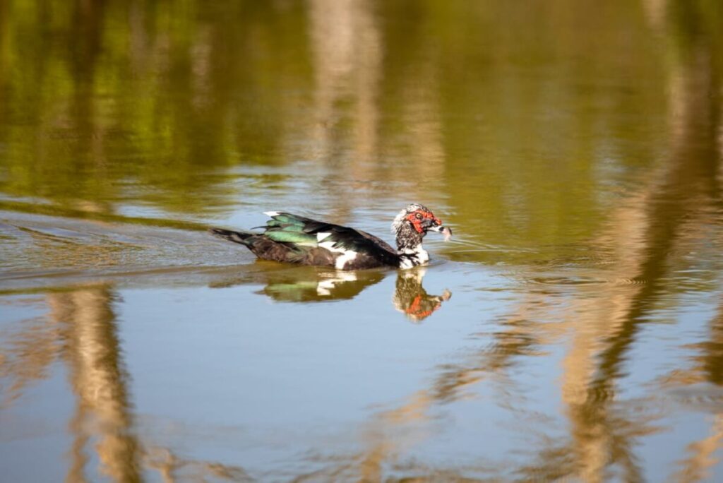 Arrancamos con el primer Bio-Corredor Verde en la historia de Mérida; Cecilia Patrón