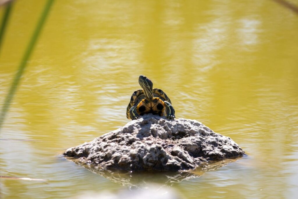Arrancamos con el primer Bio-Corredor Verde en la historia de Mérida; Cecilia Patrón