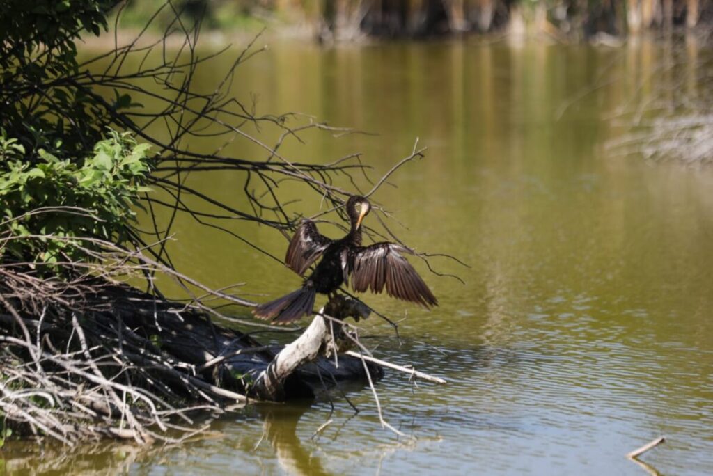 Arrancamos con el primer Bio-Corredor Verde en la historia de Mérida; Cecilia Patrón