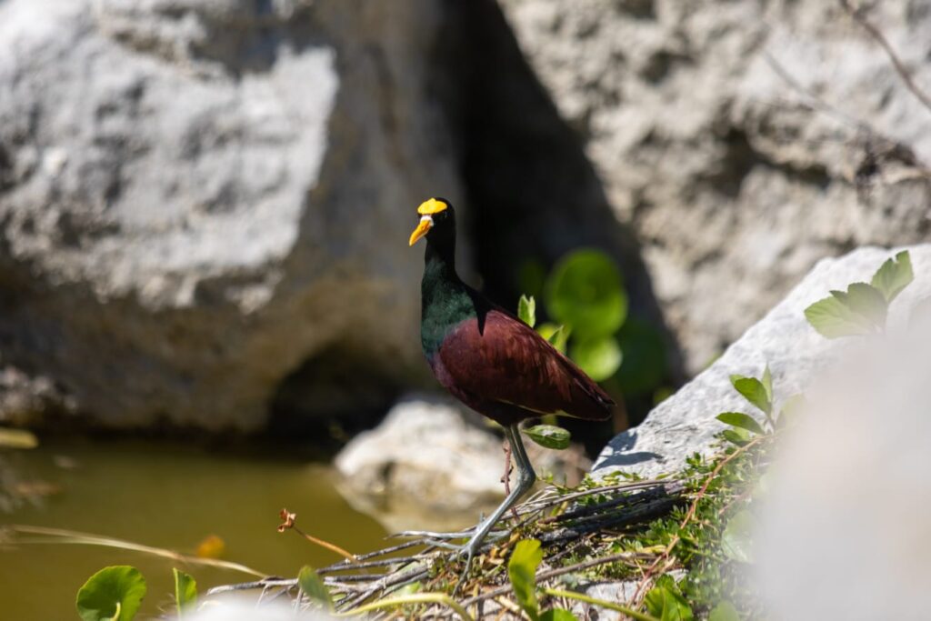 Arrancamos con el primer Bio-Corredor Verde en la historia de Mérida; Cecilia Patrón