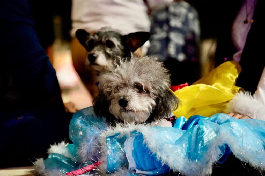 El Carnaval Perruno Kanasín 2026 hizo historia