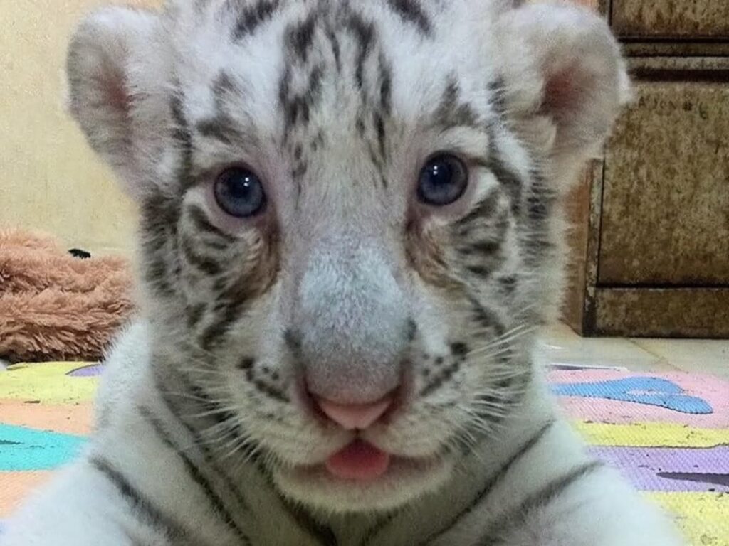 La protagonista de esta historia nació y creció bajo los cuidados del personal del Zoológico del Centenario.