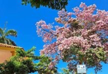 El makulís: el árbol que pinta de color rosa a Yucatán, Campeche y Quintana Roo