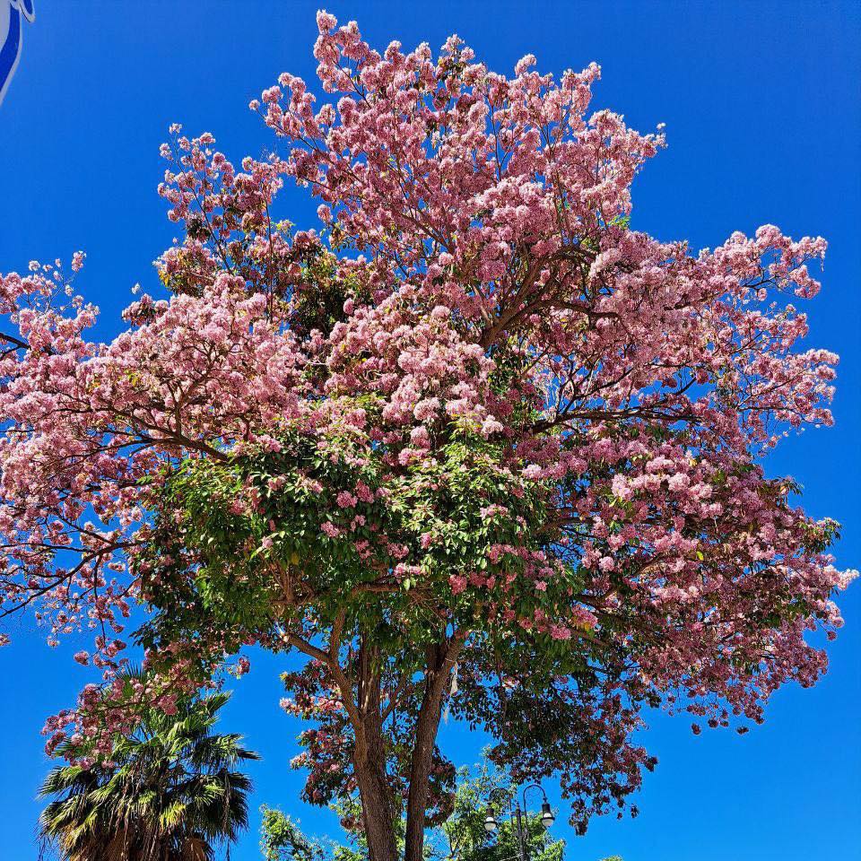 El makulís: el árbol que pinta de color rosa a Yucatán, Campeche y Quintana Roo