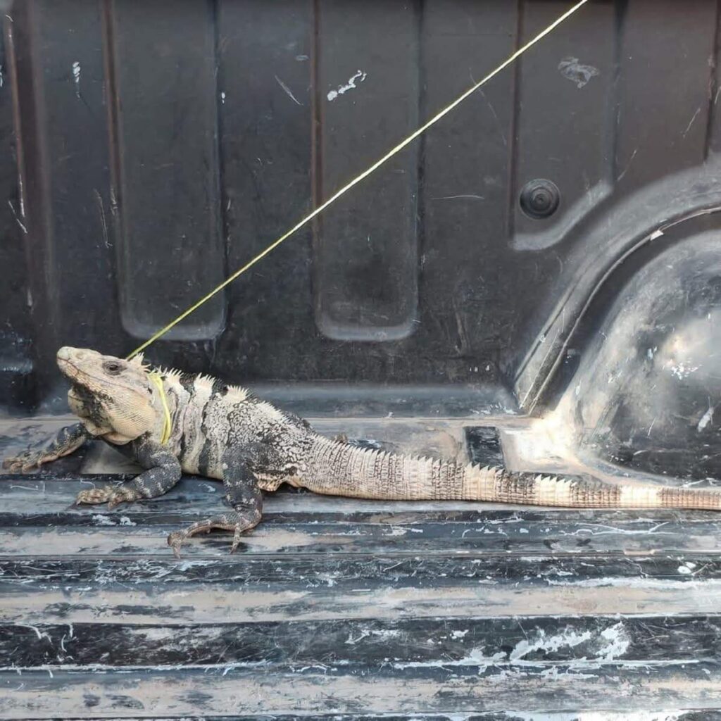 Iguana ataca y muerde a adulto mayor en pleno centro de Tizimín