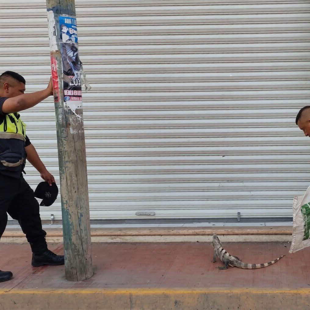 Iguana ataca y muerde a adulto mayor en pleno centro de Tizimín