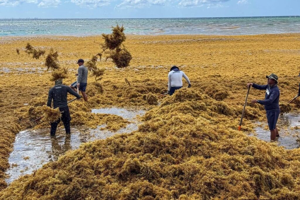 Alarma en Playa del Carmen ante arribo masivo y prematuro de sargazo en este 2026
