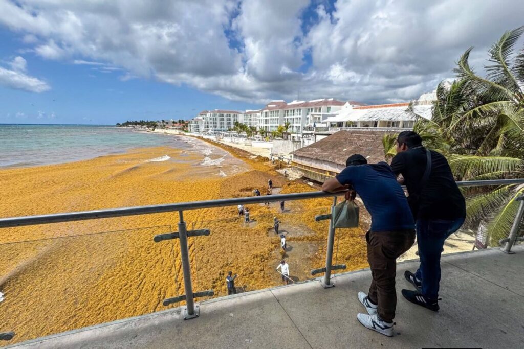 Alarma en Playa del Carmen ante arribo masivo y prematuro de sargazo en este 2026