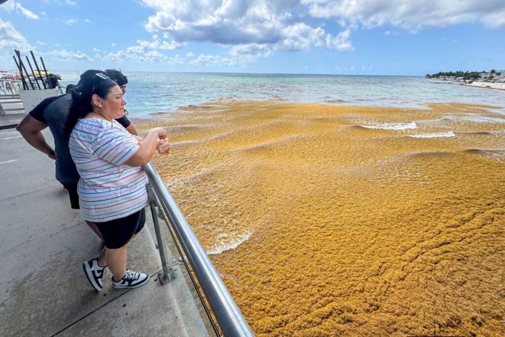 Alarma en Playa del Carmen ante arribo masivo y prematuro de sargazo en este 2026