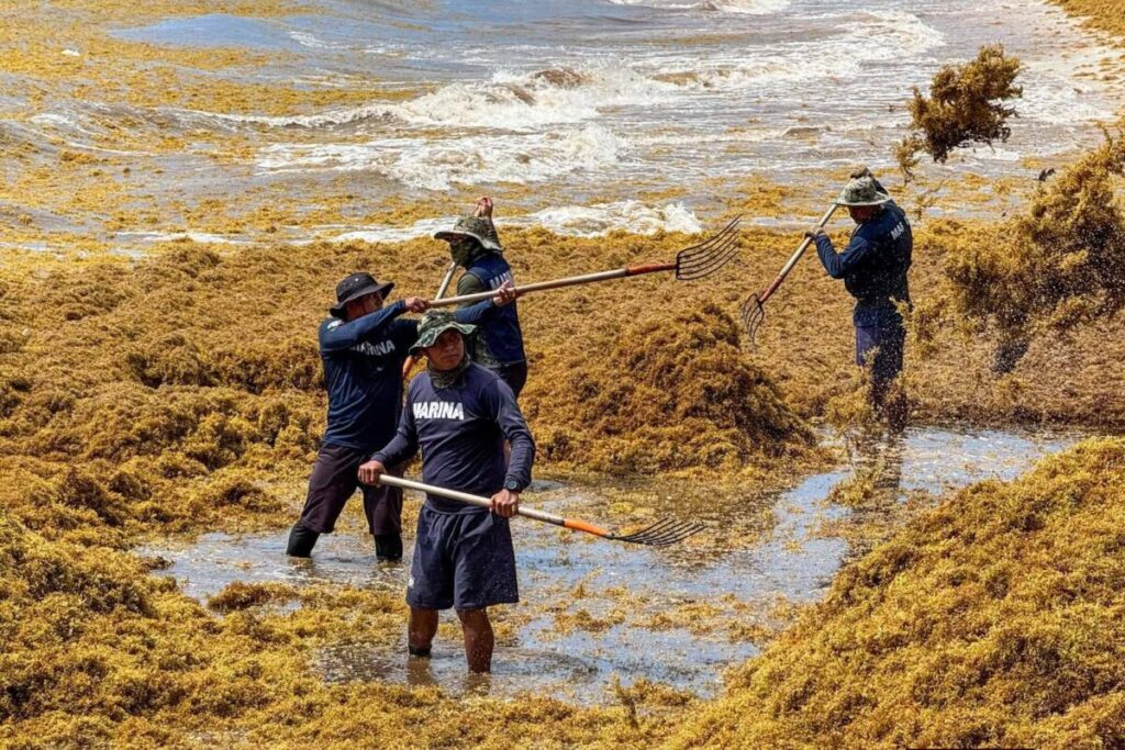 Alarma en Playa del Carmen ante arribo masivo y prematuro de sargazo en este 2026