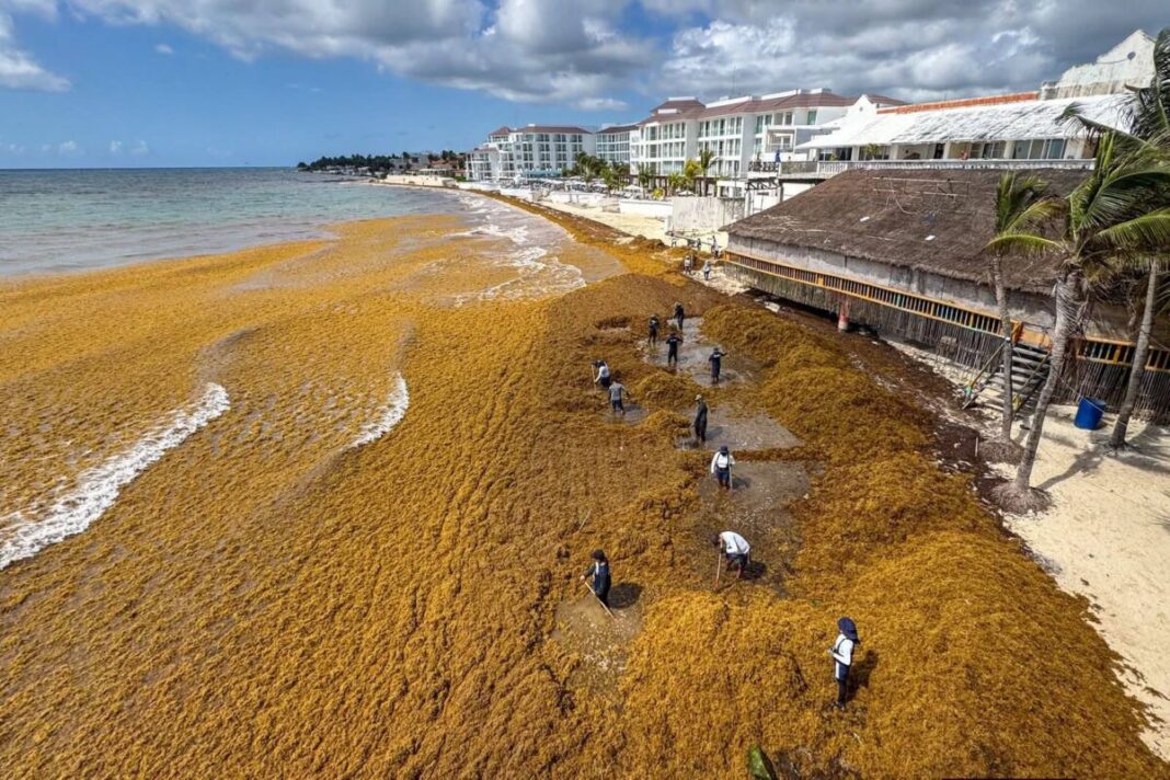 Alarma en Playa del Carmen ante arribo masivo y prematuro de sargazo en este 2026