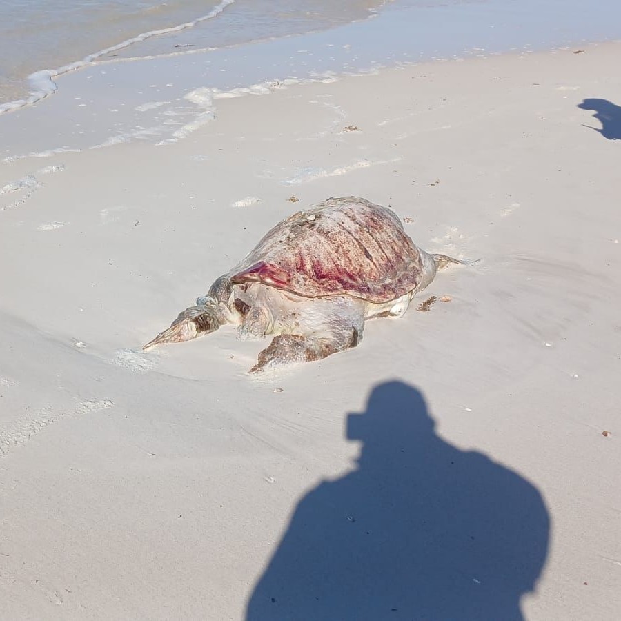 Hallan tortuga marina sin vida en playa "El Cuyo" de Tizimín